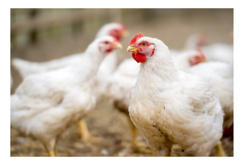 «1С:Бухгалтерия птицефабрики» от «1С-Рарус» получила сертификат «Совместимо!»