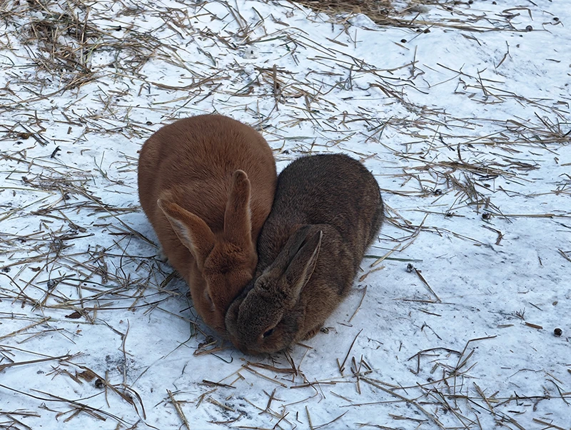 На кроликах можно разглядеть каждую шерстинку